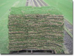 Sod by the Pallet “Not accepting orders until 3/1/25 – Bryan’s